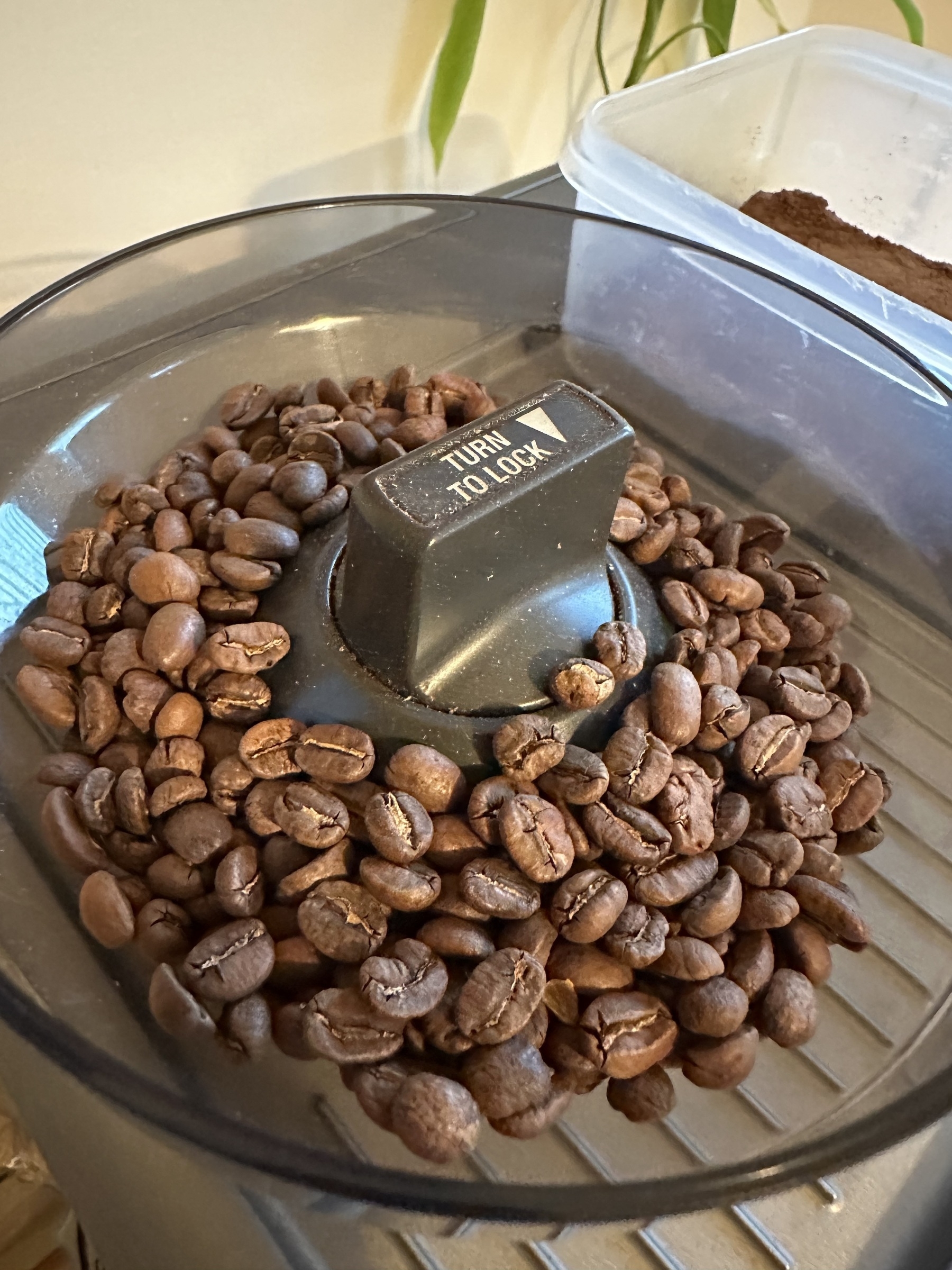 A coffee grinder is partially filled with coffee beans ready for grinding.