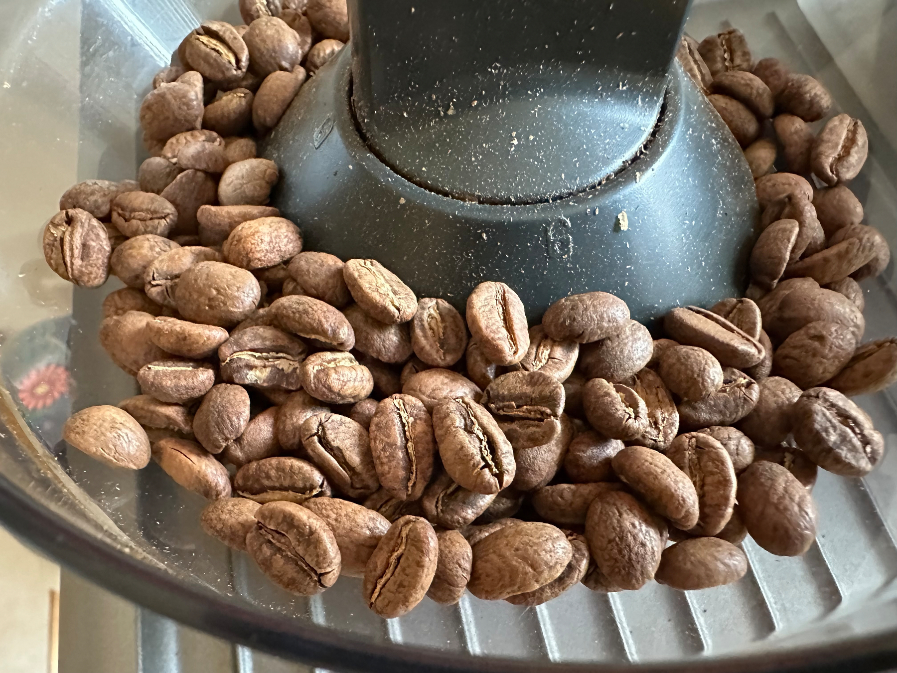 Coffee beans are scattered inside a grinder, ready for processing.