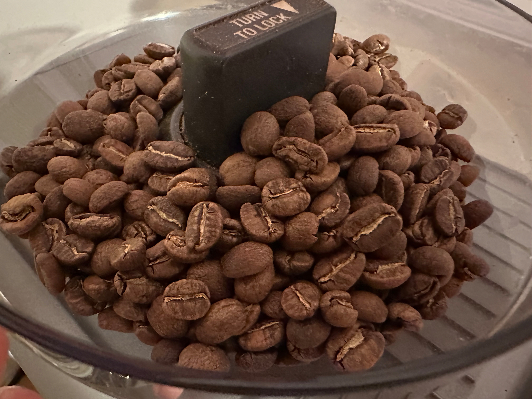 A coffee grinder is filled with whole coffee beans, ready for grinding.